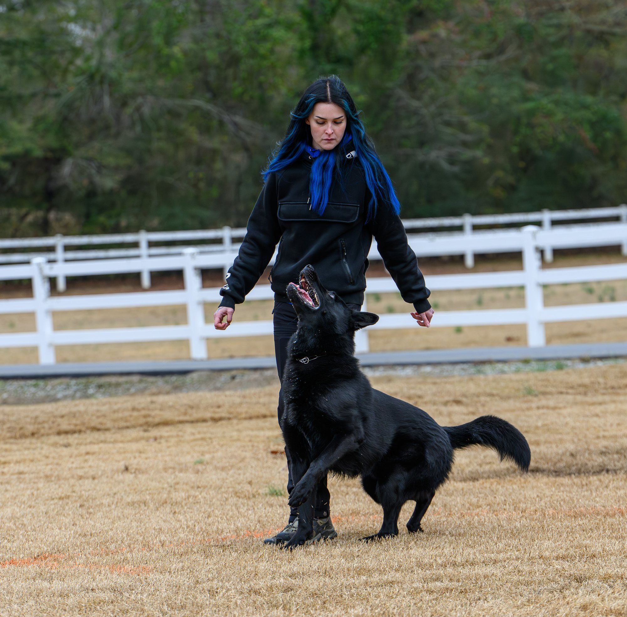 Jenna Tihumäki working engagement with a black German Shepherd