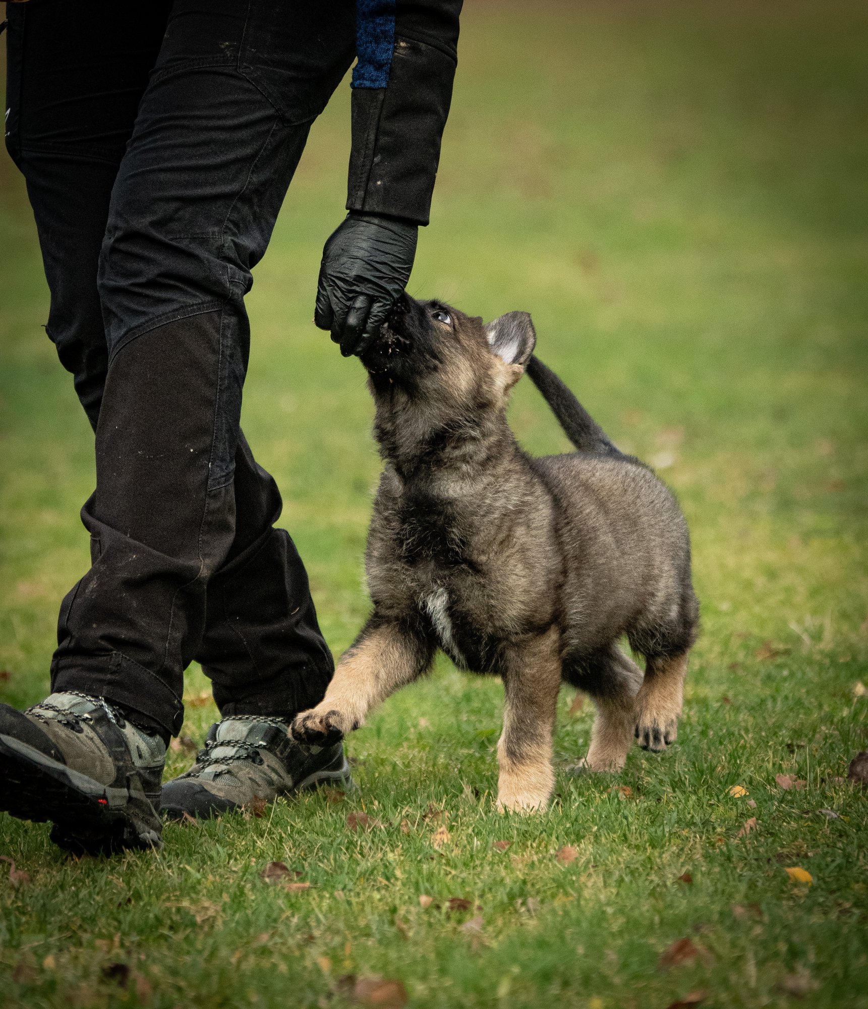 A German Shepherd puppy learning hand targeting